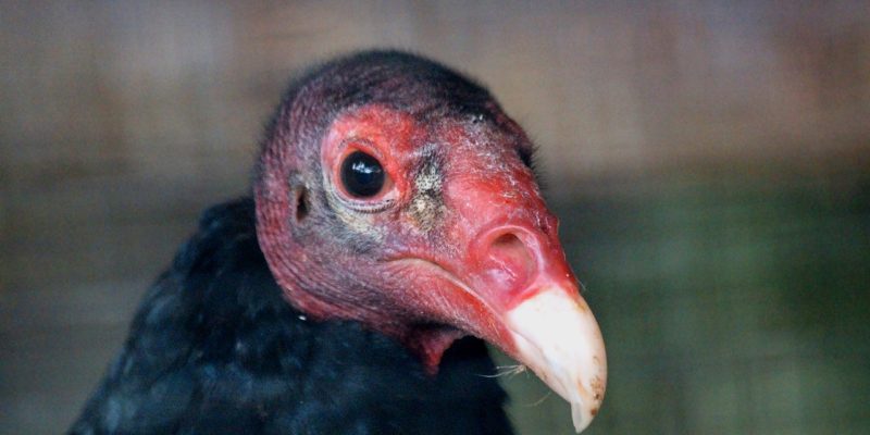 Turkey