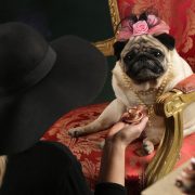 festivalul borsului jurilovca